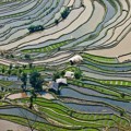 Sawah Kuno Terasiring Honghe Hani di China