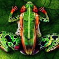 Uniknya 5 Orang Bersatu Jadi Katak dengan Body Painting