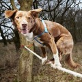 Ozzy Anjing Pemegang Rekor Lari Tercepat di Atas Tali