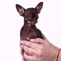 Milly, Anjing Terkecil di Dunia