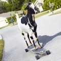Happie Kambing Pemegang Rekor Bermain Skateboard Terjauh di Dunia