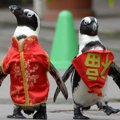 Dua Ekor Penguin Memakai Baju Tradisional China