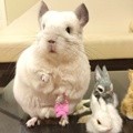 BuBu Si Chinchilla yang Menggemaskan