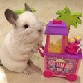 BuBu Si Chinchilla Tinggal Bersama Angel F di Singapura