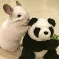 Dengan Mengunggah Foto BuBu, Angel F Berharap Bisa Menghentikan Perdagangan Bulu Chinchilla