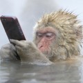 Monyet Jepang Main Ponsel Curiannya yang Diberi Judul 'Facebook Update'