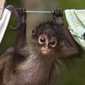 Seekor Anak Monyet Bergelantungan di Tali Jemuran