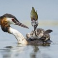 Induk Angsa yang Memberi Makan Anaknya di Danau Viverone, Italia