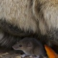 Seekor Tikus yang Bersembunyi di Bawah Kaki Singa