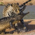 Pertarungan Antara Jaguar dan Buaya di Brazil yang Mengagumkan