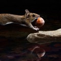 Foto yang Diberi Judul 'Yellow-Necked Mouse'