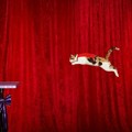 Alley, Pemegang Rekor Lompatan Terjauh yang Dilakukan Kucing