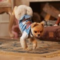 Jiff, Anjing Pemegang Rekor Lari Tercepat dengan Kaki Depan