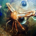 Big Daddy adalah Crustacea Terbesar Sedunia