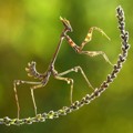 Belalang Kepala Kerucut Menjadi Objek Foto Kontes National Geographic 2014