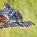 Seekor Lemur yang Bersiap untuk Terbang