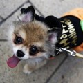 Seekor Anjing Ikut Meriahkan Parade Halloween Kawasaki