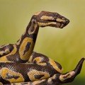 Handimals Karya Guido Daniele Berbentuk Ular Pyton
