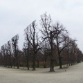 Deretan Pepohonan di Taman Schonbrunn, Jerman