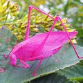 Belalang yang Berubah Menjadi Warna Pink Akibat Mutasi Genetik