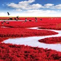 Tumbuhan Berwana Merah di Pantai Panjin, Tiongkok