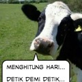 Meme Kurban 2015