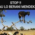 Kambing yang Mencoba Lompat dari Ketinggian