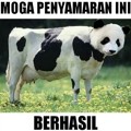 Sapi Menyamar Jadi Panda