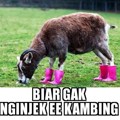 Kambing ini Pakai Sepatu