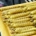 Sate Ulat Bulu Khas Purworejo Dipercaya Bisa Sembuhkan Sakit Gigi
