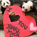 Panda di Kebun Binatang Toronto Meriahkan Perayaan Valentine 2016