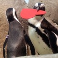 Sepasang Penguin Rayakan Valetine dengan Kertas Berbentuk Hati