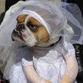 Seekor Buldog Kenakan Gaun Pengantin