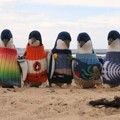 Para Penguin Pakai Sweater Rajutan Karya Pria Tertua Australia