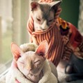 Kucing Jenis Sphynx Juga Butuh Jaket