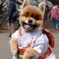 Lucu, Anjing Juga Bisa Pakai Kimono Cantik