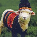 Dengan Sweater dan Topi, Domba Tampil Imut