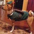 Gaya Keren Anjing Berkostum 'Robin Hood'