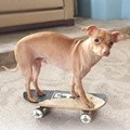 Tuna Anjing Jenis Chiweenie Ini Juga Seleb Instagram