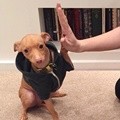 Imutnya Tuna Peranakan Chihuahua dan Dachshund