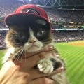 Grumpy Cat Salah Satu Kucing yang Populer di Instagram