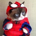 Lucunya Tardar Sauce Si Grumpy Cat Didandani Pemiliknya
