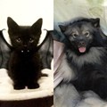 Kostum Kelelawar Lucu untuk Kucing dan Anjing