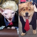 Anjing dan Kucing ini Didandani Mirip Donald Trump