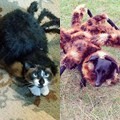 Anjing dan Kucing ini Diberi Kostum Tarantula