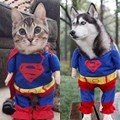 Imutnya Anjing dan Kucing ini Pakai Kostum Superman