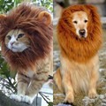 Anjing dan Kucing ini Berubah Jadi Singa