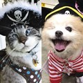 Anjing dan Kucing ini Berubah Jadi Bajak Laut Imut