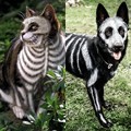 Badan Anjing dan Kucing ini Dicat Menyerupai Tengkorak