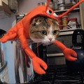 Kucing ini Pasrah Diberi Kostum Lobster
